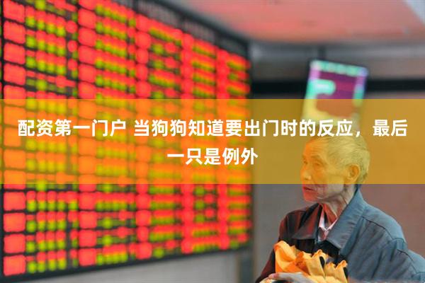 配资第一门户 当狗狗知道要出门时的反应，最后一只是例外